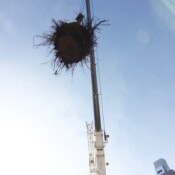 Thackray Crane - Barnes Foundation - Benjamin Franklin Parkway in Philadelphia