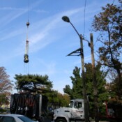 Thackray Crane Our Lady of Lourdes